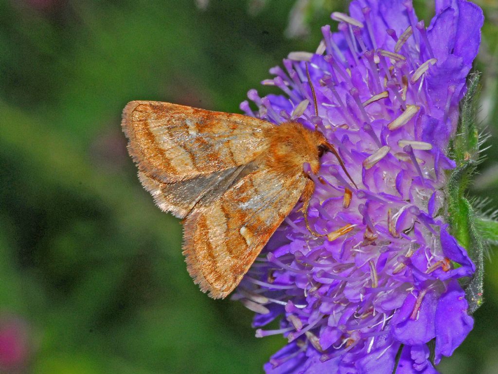 Noctuidae ID - Lasionycta imbecilla